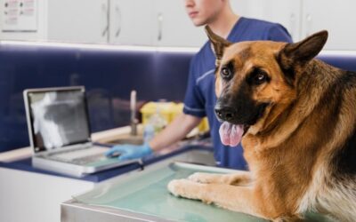 A Guide to Picking the Right Veterinary Practice Management Software