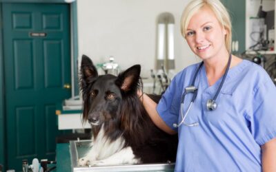 How To Improve Your Veterinary Practice With Practice Management Software