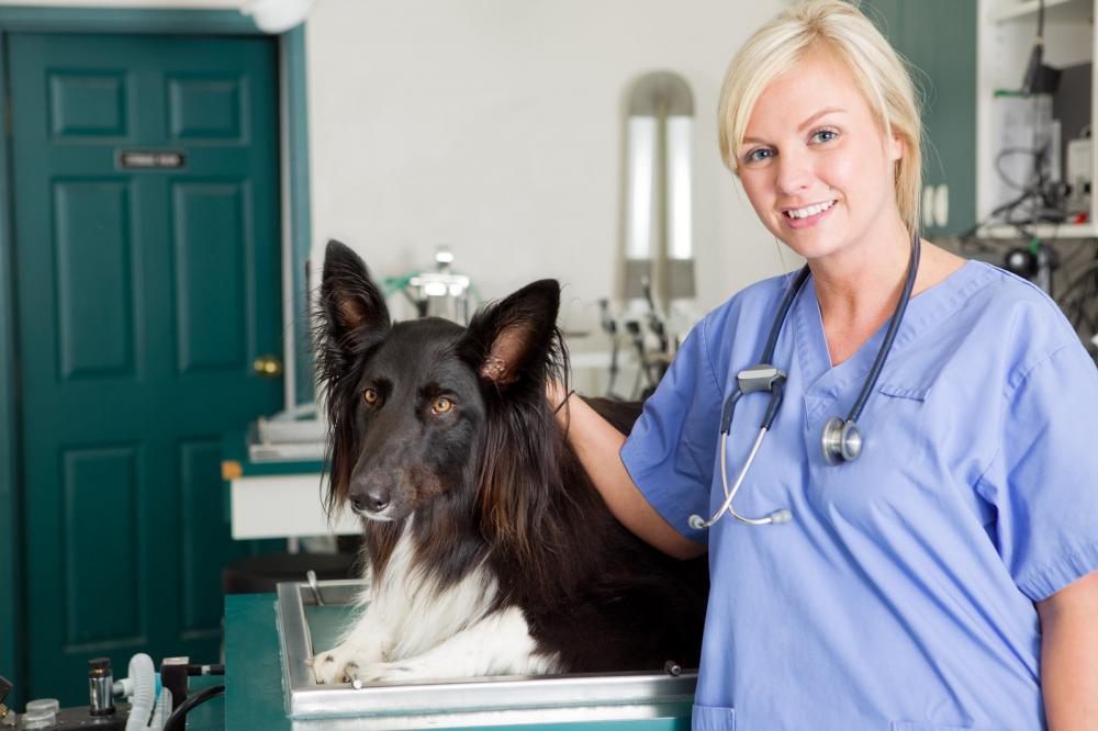 Looking after dog patient at a veterinary practice